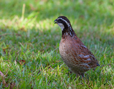 Male bobwhite quail that is on some green grassの写真素材