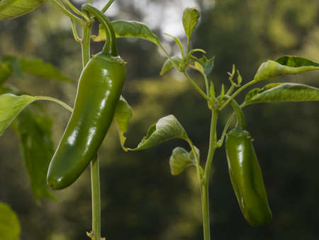 Chilies to make paprika that are still green on plantの写真素材