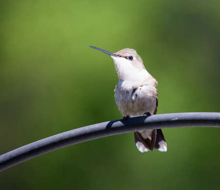 Hummingbird resting on a metal tube with a green backgroundの写真素材