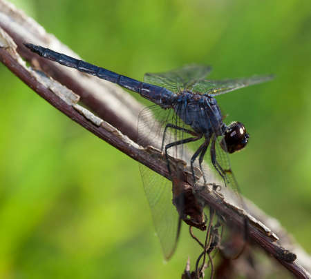 Blue dragonfly looking downhill while on a stickの写真素材