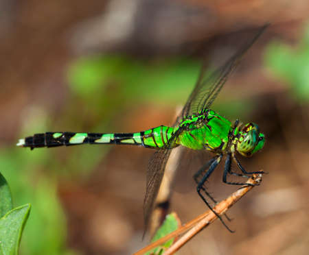 Bright green dragonfly looking for bugs to eatの写真素材
