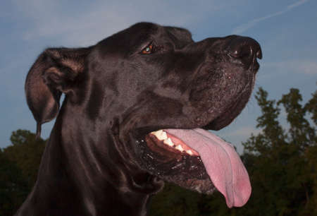 Great Dane that is near some trees with sky behindの写真素材