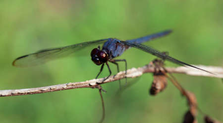 Blue dragonfly on a stick looking at the cameraの写真素材