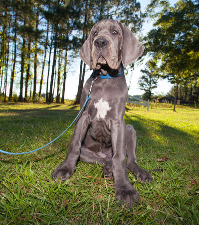 Gray Great Dane puppy that looks tired of sittingの写真素材