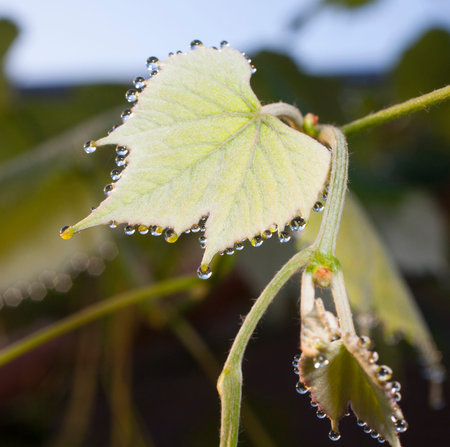 New grape leaf that has dew on it in the morningの写真素材