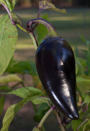 Purple jalapeno nearly ready to pick off the plantの写真素材