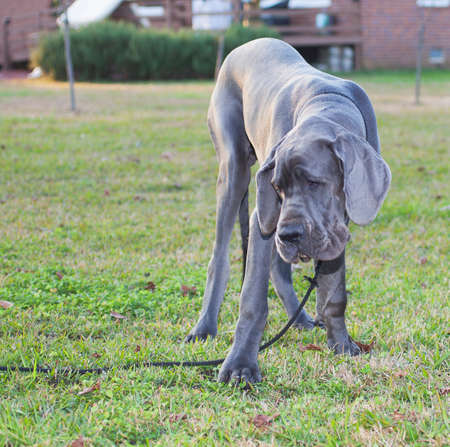 Something has caught the attention of this grey Great Daneの写真素材