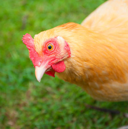 Bright yellow chicken looking right into the lensの写真素材