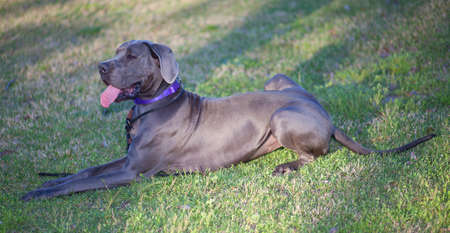 Purebred grey Great Dane that is laying down with its tongue outの写真素材
