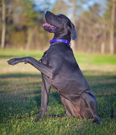Purebred Great Dane with its paw out ready to shakeの写真素材
