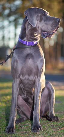 Great Dane sitting on the grass with the sun behindの写真素材