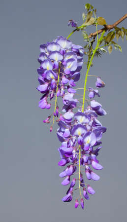 Wisteria in full bloom with a dark sky for backgroundの写真素材