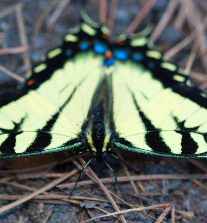 Yellow butterfly on the ground taken with a macro lensの写真素材