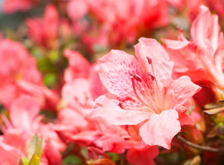 Pink and red azalea in early spring with flowersの写真素材
