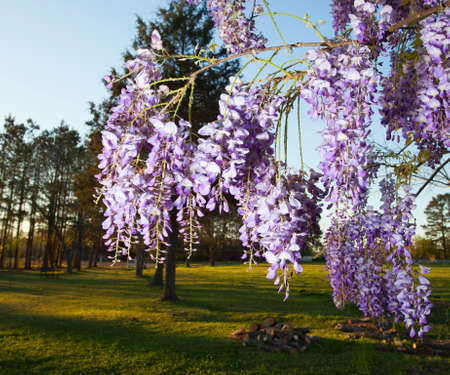 Purple flowers on wisteria just before the sunset beginsの写真素材