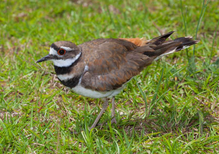 Killdeer that looks like it is showing off its feathersの写真素材