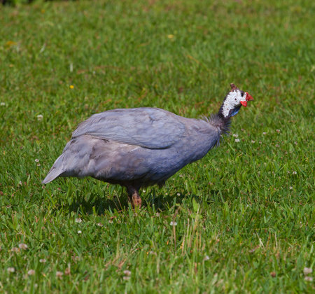 Guiena on a farm walking the grass looking for something to eatの写真素材