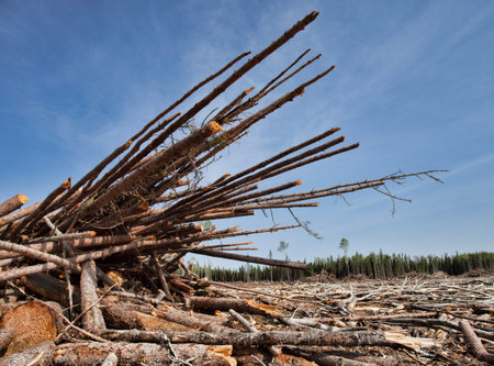 Piles of trees that have been cut in a remote region of Saskatchewan Canada