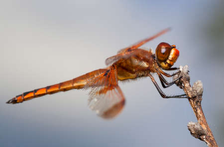 Brightly colored orange dragonfly sitting on a stickの写真素材