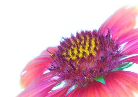 Flower in bloom with pink petals and lots of hair in the middleの写真素材