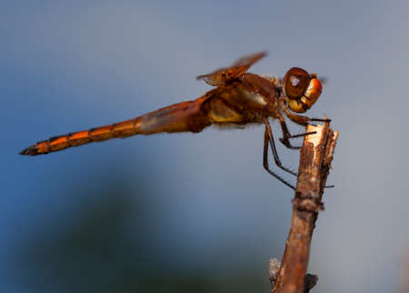 Dragonfly with orange and brown color waiting on a stickの写真素材
