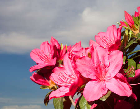 Pink azalea flowers on the plant with sky and clouds behindの写真素材