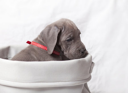 Purebred gray Great Dane in a white basket with a white background