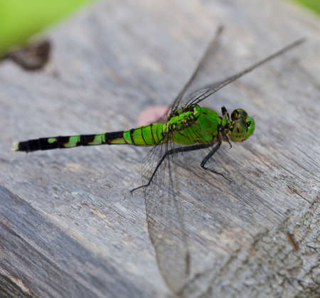 Dragonfly with a green head and body on woodの写真素材