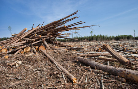 Timber that has been piled up in a clearing in Canada