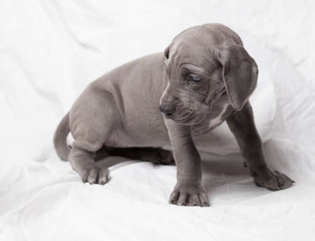 Grey Great Dane purebred puppy that is worried about somethingの写真素材