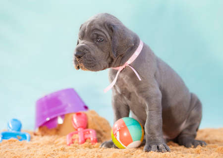 Puppy that is a purebread Great Dane on a sandy locationの写真素材