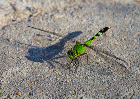 Green dragonfly on a brick casting a dark shadowの写真素材
