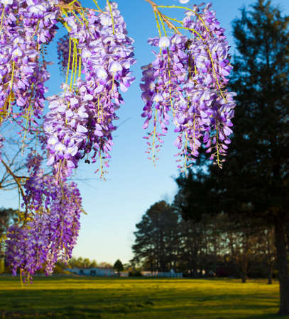 Purple flowers from a wisteria hanging from a tree at duskの写真素材