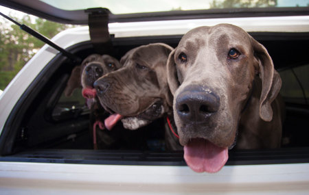Three Great Danes piled into the back of a truck camper shell