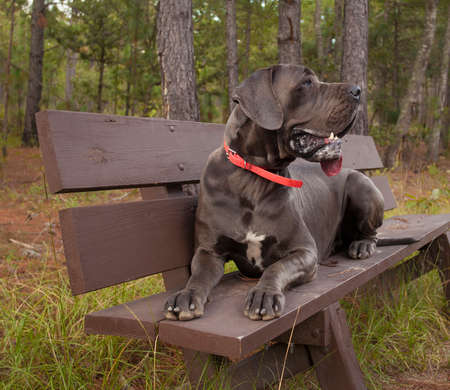 Purebred Great Dane waiting on a bench in a forestの写真素材