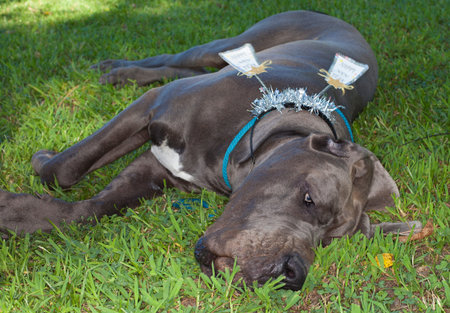 Purebred blue Great Dane looking bad after New Years celebrationsの写真素材