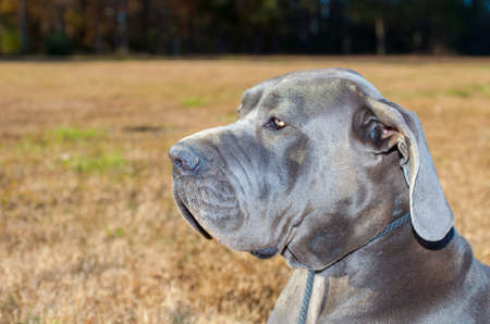 Great Dane on a fall grass field watching something carefullyの写真素材