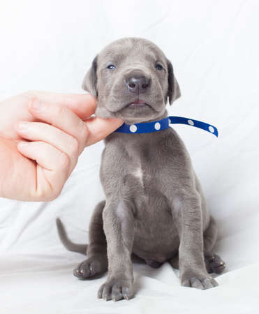 Purebred Grey Great Dane that is trying to sit up tallの写真素材