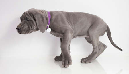 Gray purebred Great Dane puppy walking on a white backgroundの写真素材