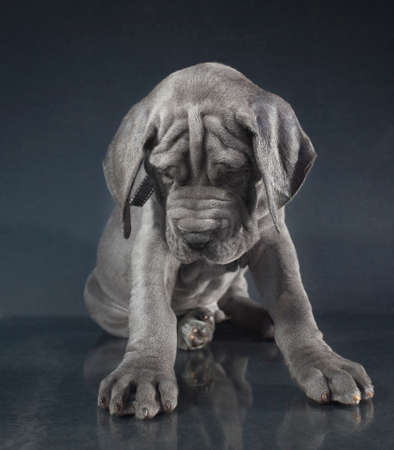 Purebred blue Great Dane puppy that looks like it is sadの写真素材