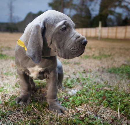 Great Dane puppy purebred with gray coat standing on a fall fieldの写真素材