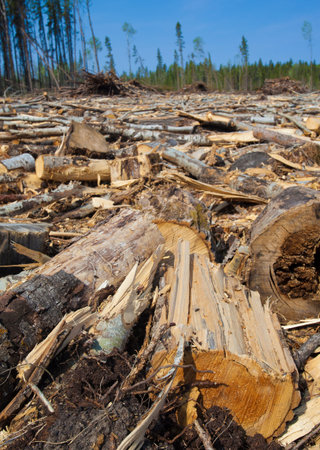 Lots of logs and wood on the ground in a forest in Saskatchewan