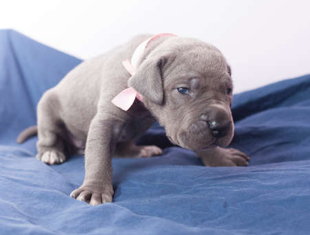 Great Dane purebred puppy that looks like it is tired of photosの写真素材