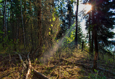 Single ray of light filtering in a Forest at Dore Lake