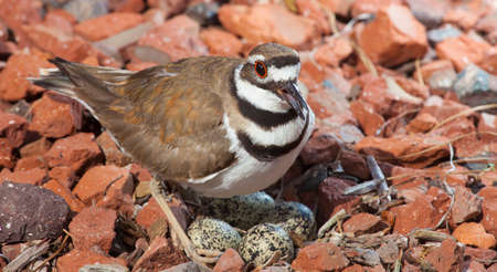 Killdeer warning an intruder away from its nest eggsの写真素材