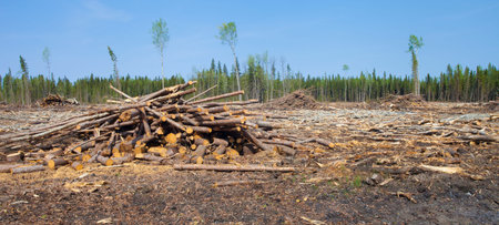 Forest cleared by logging in the north of Saskatchewan Canada