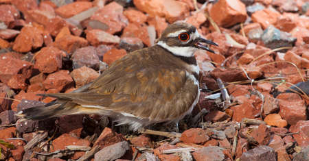 Killdeer guarding a nest with eggs on some red rocksの写真素材