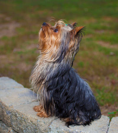 Purebred Yorkshire terrier waiting patiently on some bricksの写真素材