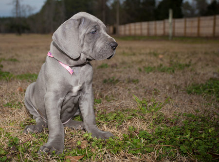 Gray purebred Great Dane puppy sitting ina grassy fieldの写真素材