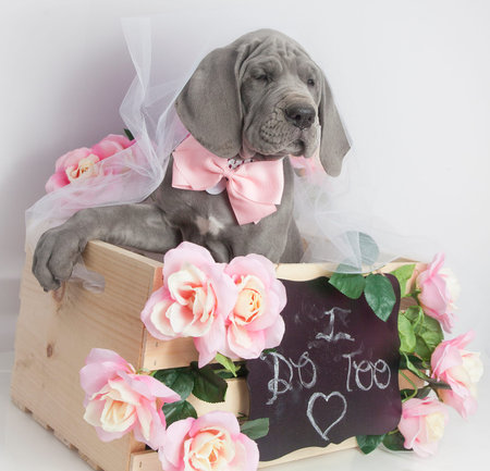 Gray Great Dane puppy purebred with flowers and a chalkboardの写真素材